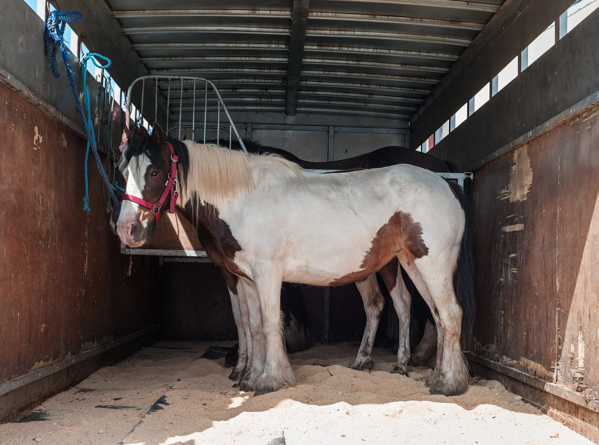 The Hidden Toll of Road Travel on Horses